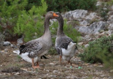 Chorvatsko, Vir - cestou na vrchol Bandira