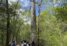 Madagaskar, národní park Ankarana