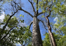 Madagaskar, národní park Ankarana