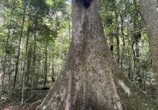 Madagaskar, národní park Montagne d'Ambre