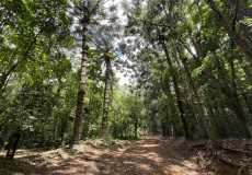 Madagaskar, národní park Montagne d'Ambre