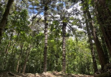 Madagaskar, národní park Montagne d'Ambre