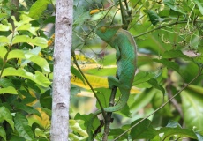 Nosy Be, Lemuria Land