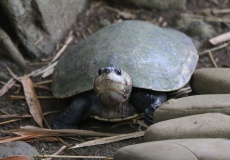 Nosy Be, Lemuria Land