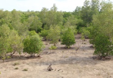 Madagaskar, cesta z Ankify do Ambanja