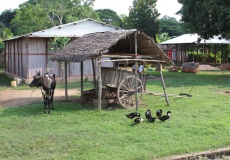 Madagaskar, cesta z Ankify do Ambanja