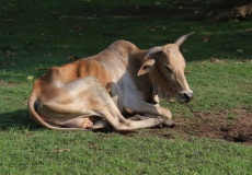 Madagaskar, skot Zebu