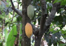 Madagaskar, Jardin kakaová plantáž