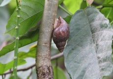 Madagaskar, Jardin kakaová plantáž