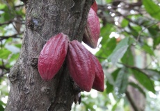 Madagaskar, Jardin kakaová plantáž