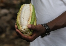 Madagaskar, Jardin kakaová plantáž