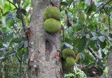 Madagaskar, Jardin kakaová plantáž