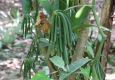 Madagaskar, Jardin kakaová plantáž