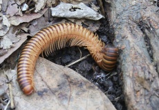 Madagaskar, Jardin kakaová plantáž