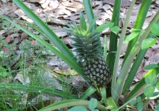 Madagaskar, Jardin kakaová plantáž