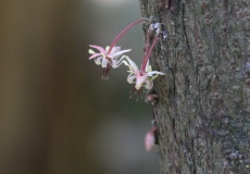 Madagaskar, Jardin kakaová plantáž