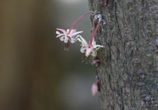 Madagaskar, Jardin kakaová plantáž