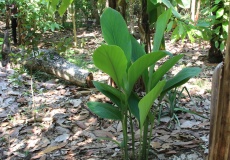 Madagaskar, Jardin kakaová plantáž