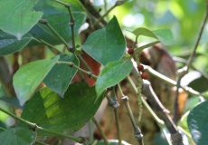 Madagaskar, Jardin kakaová plantáž