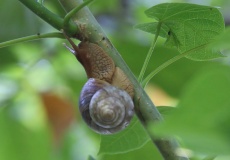 Madagaskar, Jardin kakaová plantáž