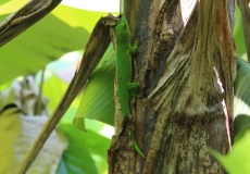 Madagaskar, Jardin kakaová plantáž