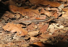 Madagaskar, Jardin kakaová plantáž