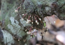 Madagaskar, Jardin kakaová plantáž