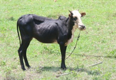 Madagaskar, cestou z Ambanja do Ambilobe