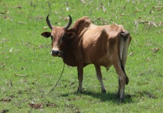 Madagaskar, cestou z Ambanja do Ambilobe