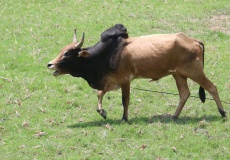 Madagaskar, cestou z Ambanja do Ambilobe