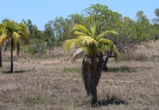 Madagaskar, cestou z Ambanja do Ambilobe