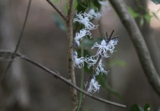 Madagaskar, národní park Ankarana