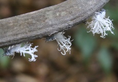 Madagaskar, národní park Ankarana