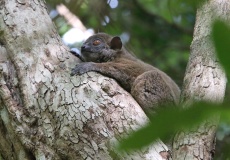 Madagaskar, národní park Ankarana