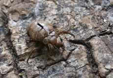 Madagaskar, národní park Ankarana