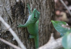 Madagaskar, národní park Ankarana