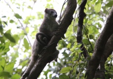 Madagaskar, národní park Ankarana