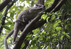 Madagaskar, národní park Ankarana