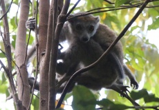 Madagaskar, národní park Ankarana