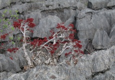 Madagaskar, národní park Ankarana