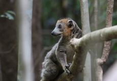 Madagaskar, národní park Ankarana