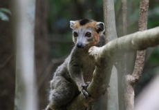 Madagaskar, národní park Ankarana