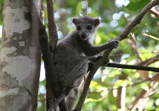 Madagaskar, národní park Ankarana