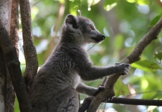 Madagaskar, národní park Ankarana