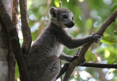 Madagaskar, národní park Ankarana