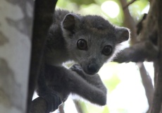 Madagaskar, národní park Ankarana