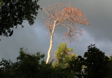 Madagaskar, národní park Ankarana