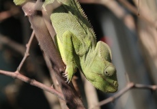 Madagaskar, cestou z Ankarana do Anivorano