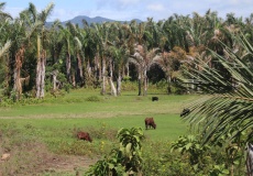 Madagaskar, cesta z Anivorano do Sadjoavato