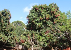 Madagaskar, cesta z Anivorano do Sadjoavato